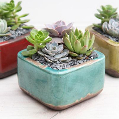 Gobi Succulent Garden