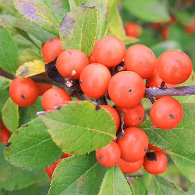 Ilex v. 'Little Goblin Orange'