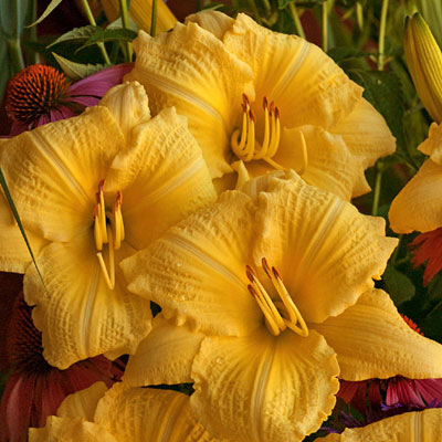 Hemerocallis 'Going Bananas'