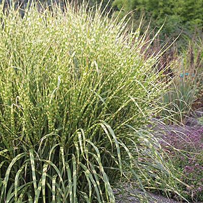 Miscanthus s. 'Gold Breeze'