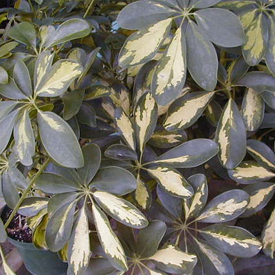 Schefflera
