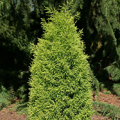 Juniperus com. 'Gold Cone'