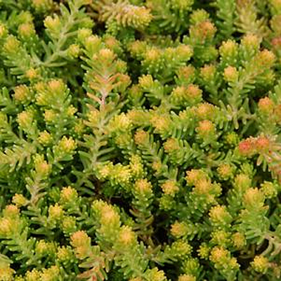 Sedum sexangulare 'Gold Digger'