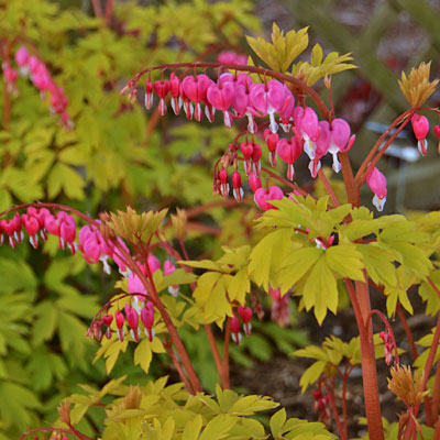 Dicentra s. 'Gold Heart'