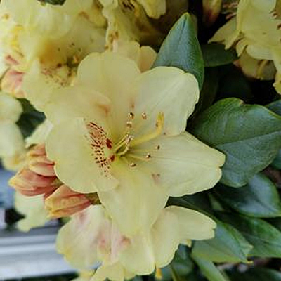 Rhododendron y. 'Miyama Gold Prinz'