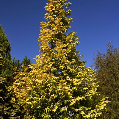 Metasequoia g. 'Gold Rush'