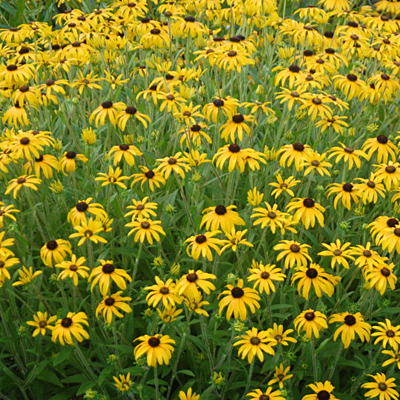 Rudbeckia x 'American Gold Rush'