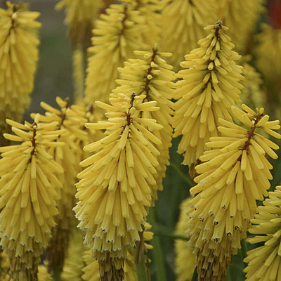 Kniphofia x 'Gold Rush'