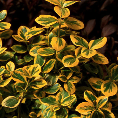 Euonymus f. 'Gold Splash'