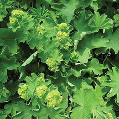 Alchemilla s. 'Gold Strike'