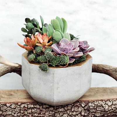 Gold Rimmed Concrete Succulent Garden