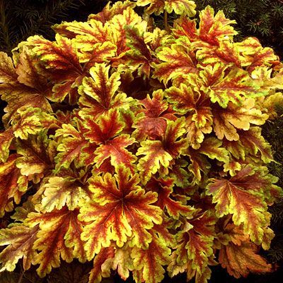 Heucherella 'Gold Zebra'