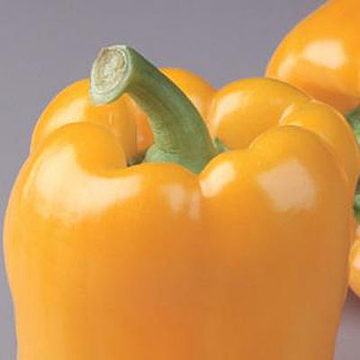 Pepper 'Golden Bell'