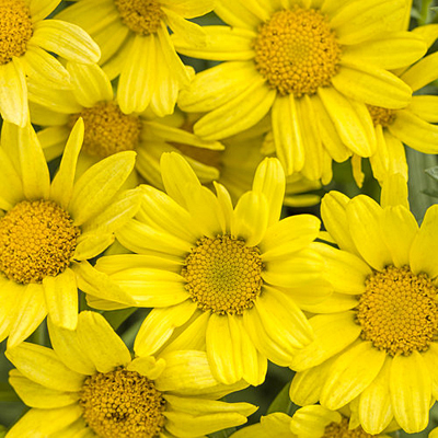 Argyranthemum 'Golden Butterfly'
