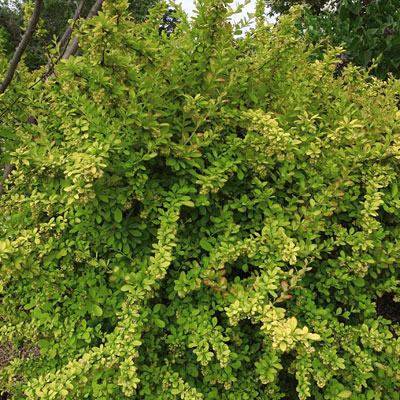 Berberis t. 'Golden Carousel'