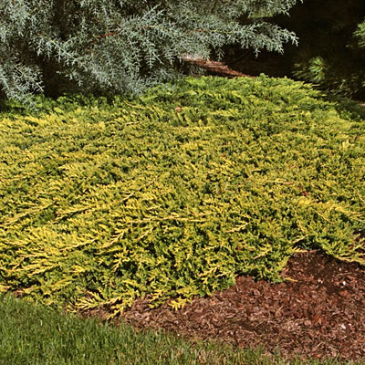 Juniperus h. 'Golden Carpet'
