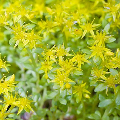 Sedum acre 'Golden Carpet'