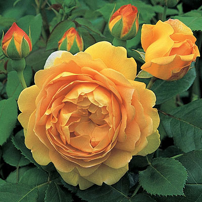 Rosa 'Golden Celebration'