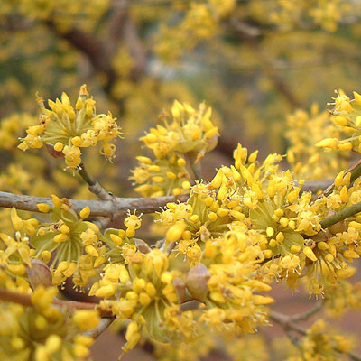 Cornus mas 'Golden Glory'