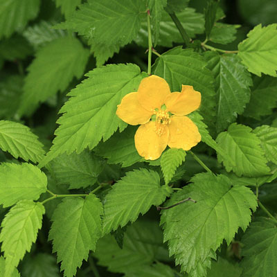 Kerria j. 'Golden Guinea'