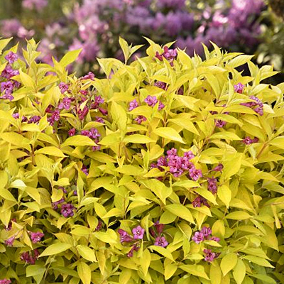 Weigela f. 'Golden Jackpot'
