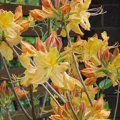 Azalea 'Golden Lights'