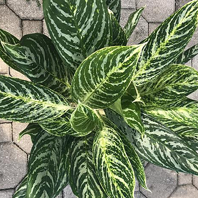 Aglaonema 'Golden Madonna'