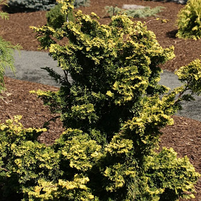 Chamaecyparis o. 'Golden Nymph'