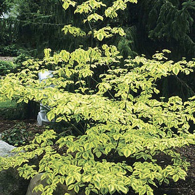 Cornus alt. 'Golden Shadows'