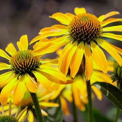 Echinacea x 'Butterfly Golden Skipper'