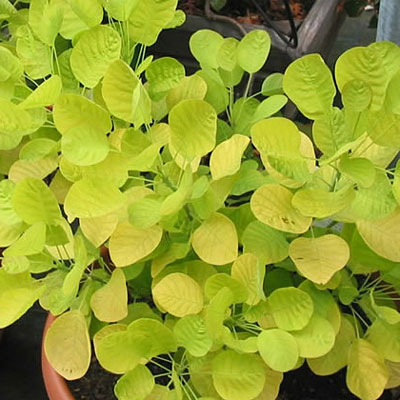 Cotinus c. 'Golden Spirit'