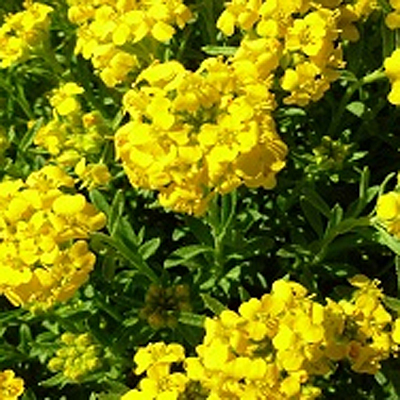 Alyssum w. 'Golden Spring'