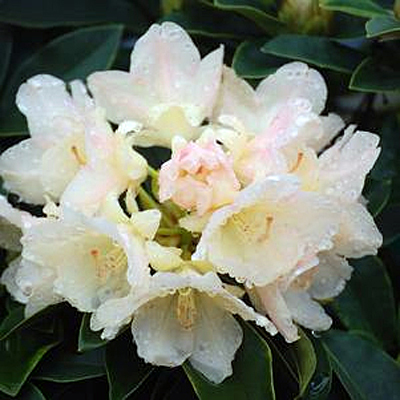 Rhododendron y. 'Golden Torch'