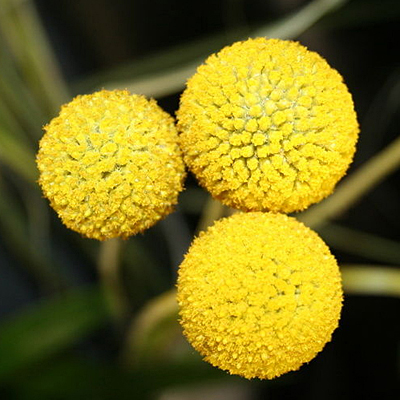 Craspedia 'Golf Beauty'