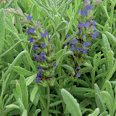 Lavandula 'Goodwin Creek'