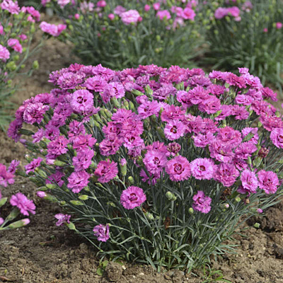 Dianthus x 'Goody Gumdrops'