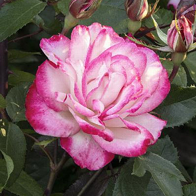 Rosa 'Grace N' Grit Pink Bicolor'