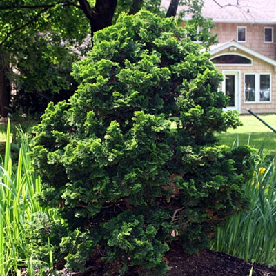 Chamaecyparis o. 'Gracilis Compacta'