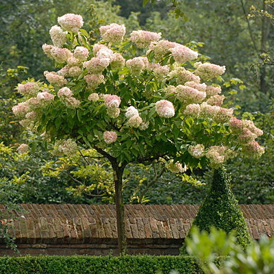 Hydrangea p. 'Grandiflora' (TREE)