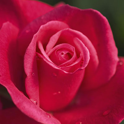 Rosa 'Grandma's Blessing'