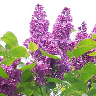 Syringa v. 'Grandma's Purple'