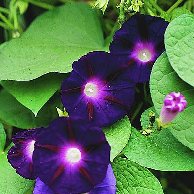 Morning Glory 'Grandpa Ott'