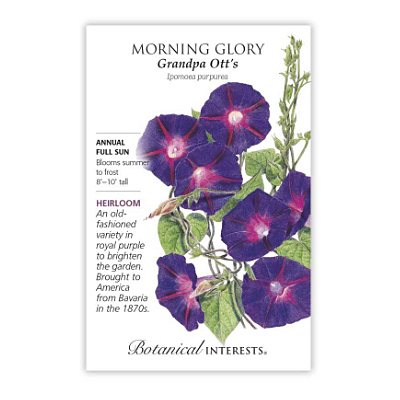 Seeds - BI Morning Glory Grandpa Ott's