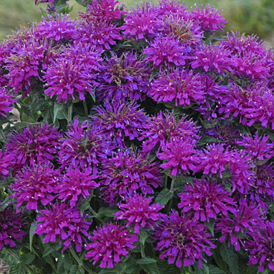 Monarda d. 'Grape Gumball'