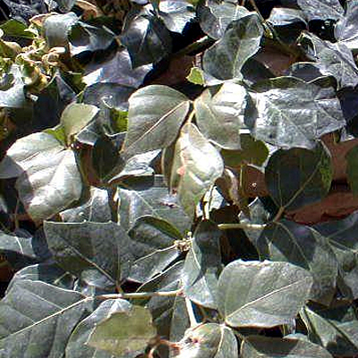 Cissus rhombifolia 'Grape Ivy'