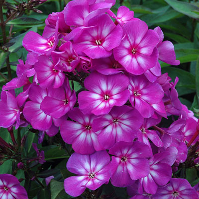 Phlox p. 'Grape Lollipop'