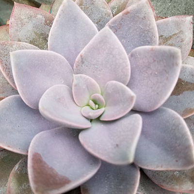 Graptoveria 'Debbie'