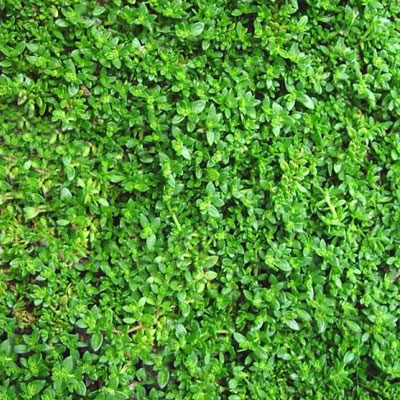 Herniaria g. 'Green Carpet'