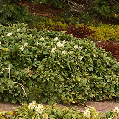 Pachysandra t. 'Green Carpet'