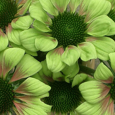 Echinacea p. 'Green Envy'